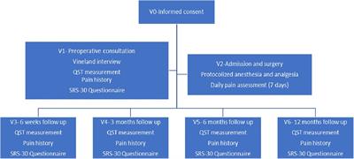 Pain during the first year after scoliosis surgery in adolescents, an exploratory, prospective cohort study